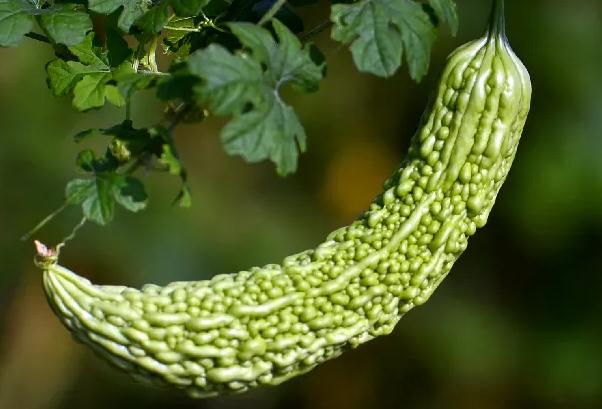 ʳÿϵĺôЩ ʳÿϵĽЩ